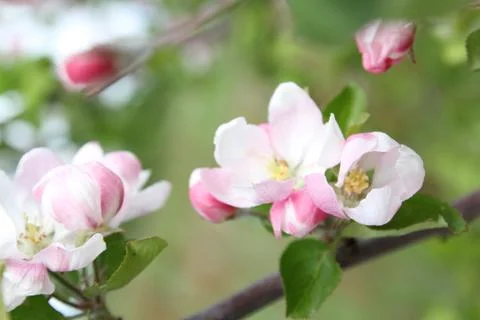 Spring shoot of pink flower of apple tree Foto stock