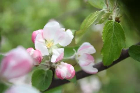Spring shoot of pink flower of apple tree Foto stock
