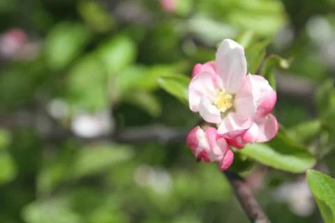 Spring shoot of pink flower of apple tree Stock Photos