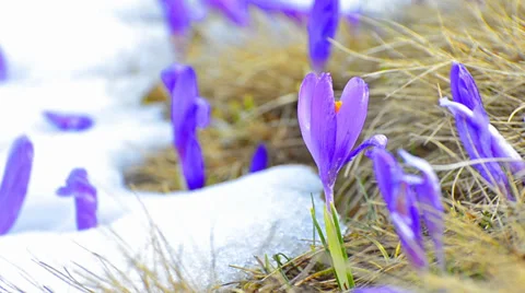 Spring shoot of saffron blossoms on white winter melting snow. Stock Footage 37009643