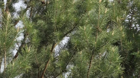 Spring shoots of cedar, Siberia Stock-Footage 108760182