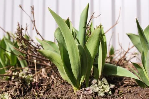 Spring shoots of tulips. Stock Photos