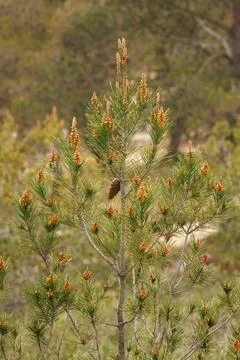Spring shoots on a young pine tree with a blurred forest background Фото