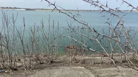 Spring shore of the lake. Thorns on tree branches. Stock Footage 237029547