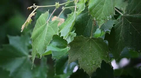 Spring shower Stock Footage 11077858