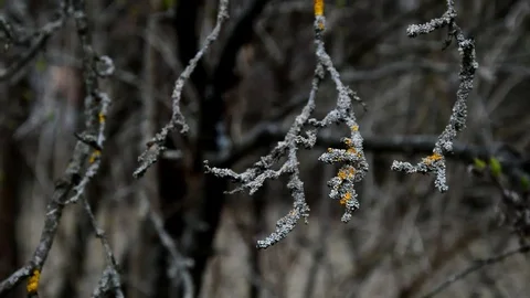 Spring shrub branches covered with lichen with small new leaves Stock Footage 104664647