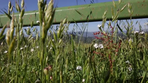 Spring Shrubbery Blowing in the Wind Atop a Ridge on a MOUNTAINSIDE, (HD 24p) Stock Footage 272189797