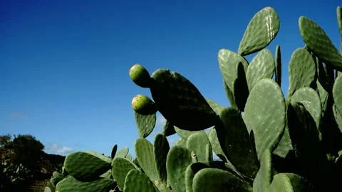 Spring Sicily Cactus Prickly Pear Typical Food Pan Zoom Unripe Fruits Blue Sky Vídeos de archivo 148521992