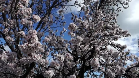 Spring in Sicily flowers of almond tree against blue sky Vídeos de archivo 149196184