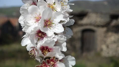 Spring in Sicily flowers of almond tree close up Vídeos de archivo 149436862