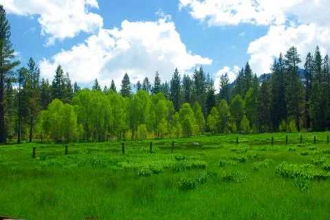 Spring sierra meadow Stock Photos