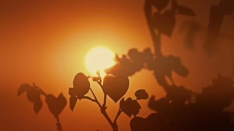 Spring, silhouettes of tree branches close up Stock Footage 88253437