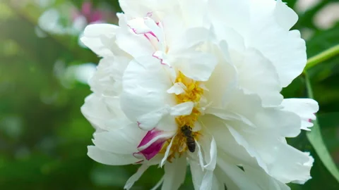 Spring single daisy flower and bee close up Stock Footage 108750379