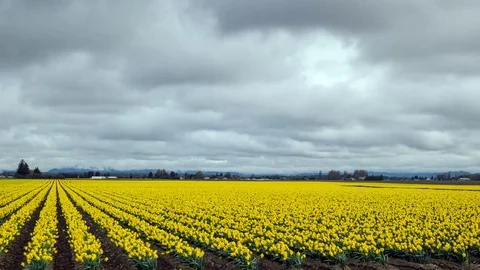 Spring at Skagit Valley Vídeo Stock 122106649