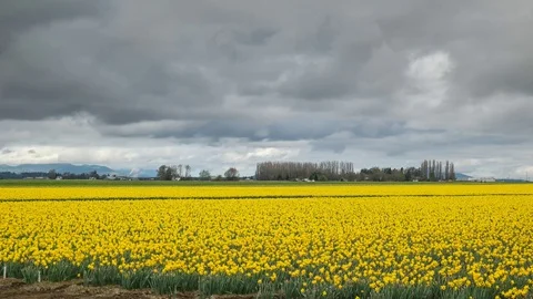 Spring at Skagit Valley Vídeo Stock 122106836