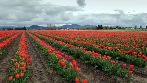 Spring at Skagit Valley Vídeo Stock 122106870