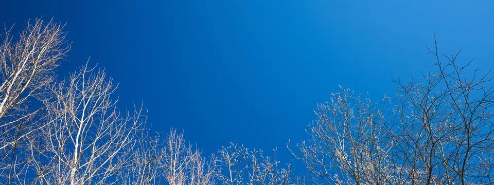 Spring sky and tree branches banner of white leafless tree branches with seals Stock Photos