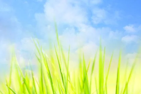 Spring sky background with green grass Stock Photos