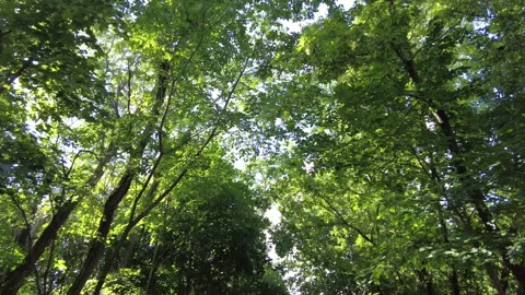 SPRING SKY LENS FLARE Stock Footage 187670316