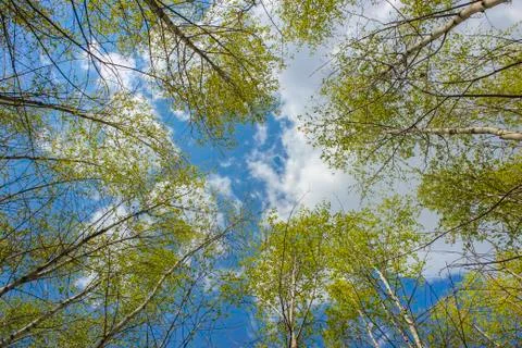 Spring sky Stock Photos