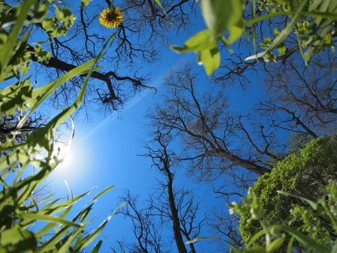 Spring sky - view from below Stock Photos