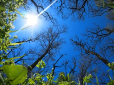 Spring sky - view from below Stock Photos