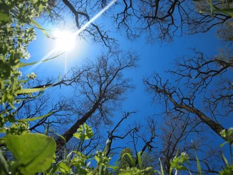 Spring sky - view from below Stock Photos