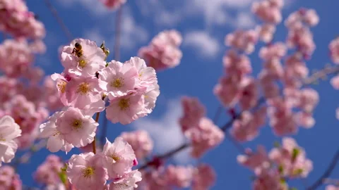 Spring slow motion footage of pink flowering sakura with pollinating bee. Stock Footage 305994643