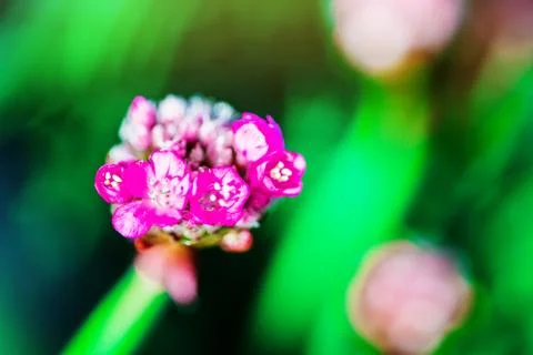 Spring small flower on blurred macro background. Spring or summer border Stock Photos