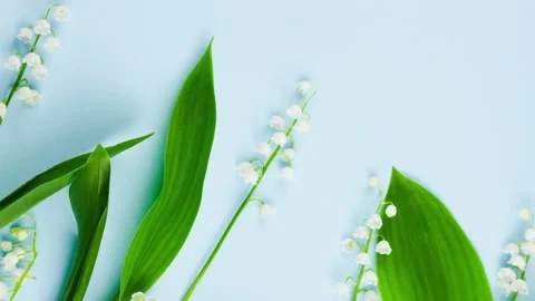 Spring small fragile forest white lilies of the valley with green leaves lie Stock Footage 149126384