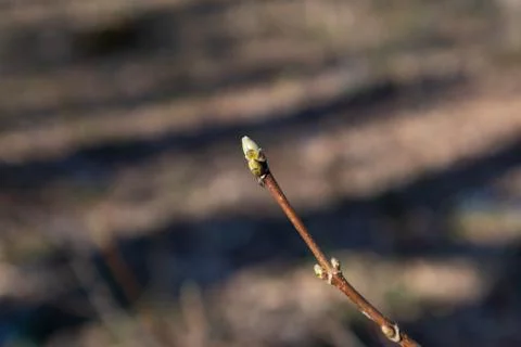 Spring small green bud sprout branch in forest Stock Photos