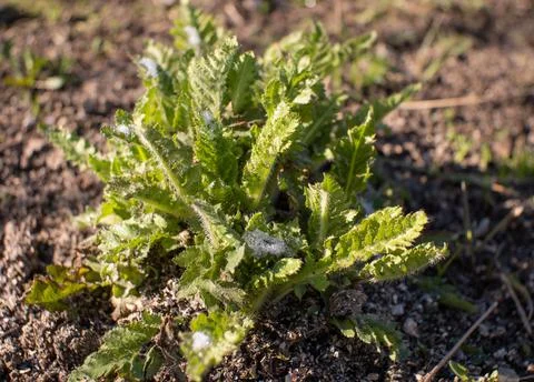 In spring, a small green sprout grew in the ground. In the early morning, there Stock Photos