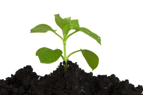 Spring small green sprout grows on the ground. Isolated on white background. Foto stock