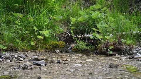 Spring of a small mountain stream Stock Footage 211460945