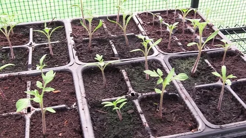 Spring, small tomato plants Stock Footage 74900276