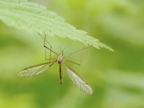 Spring snake 'Tipula vernalis' Stock Photos