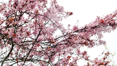 Spring snow and flowering tree. Pink blossoming branches and snowflakes. Stock Footage 165265105