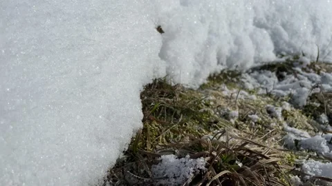 Spring. Snow and grass Stock Footage 171798513