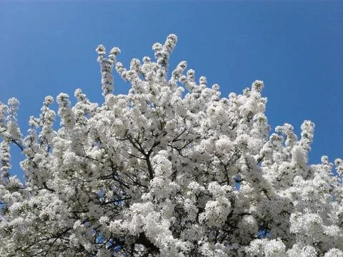 Spring Snow Crabapple Tree in Bloom Stock Photos