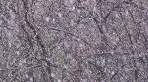 Spring Snow Falling Stock Footage 53195853