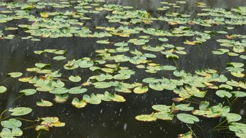 Spring snow falling on lily pads in a lake Stock Footage 150041376
