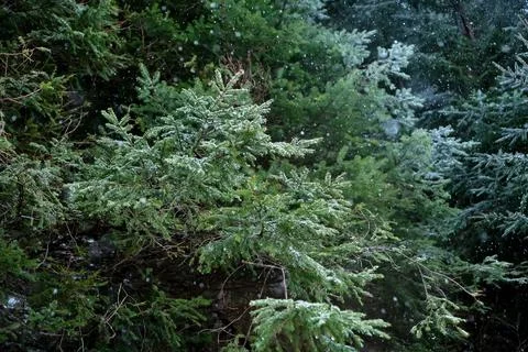Spring snow is falling in the mountain forest. Stock Photos
