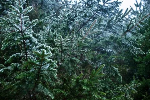 Spring snow is falling in the mountain forest. Stock Photos