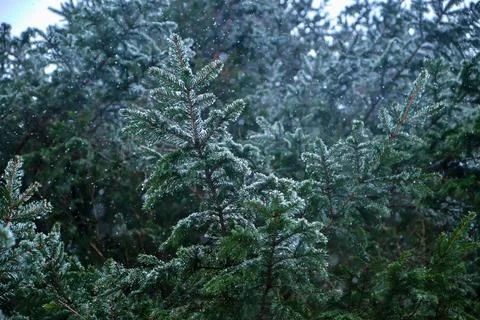Spring snow is falling in the mountain forest. Stock Photos