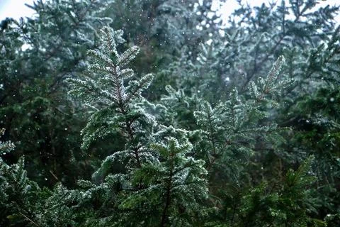Spring snow is falling in the mountain forest. Stock Photos