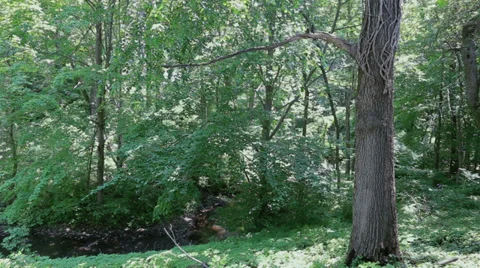 Spring snow falling from trees Stock Footage 27666208