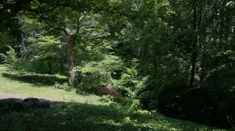 Spring snow falling from trees in the shade Stock Footage 27666152