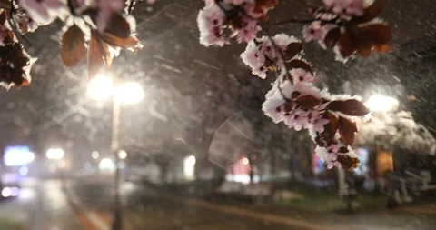 Spring snow with flowering trees in an empty city square at night Видео 127414883