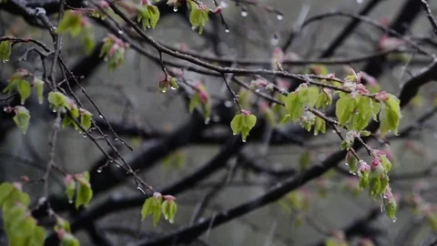 Spring snow Stock Footage 75683027