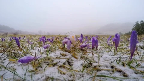 Spring snow Stock Footage 125186862